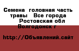 Семена (головная часть))) травы - Все города  »    . Ростовская обл.,Волгодонск г.